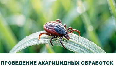 О проведении акарицидных обработок 