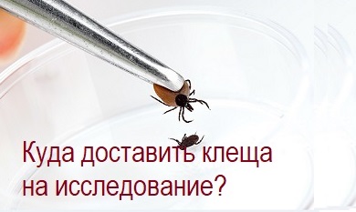 Как доставить клеща на исследование?